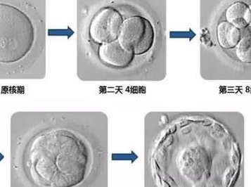 海南海口七大助孕公司团队及业务介绍，成功率和口碑都很高